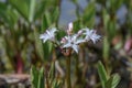 Bogbean Menyanthes trifoliata, purple-tinged, starry white flowers Royalty Free Stock Photo
